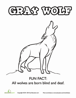 Gray Wolf Fun Fact Coloring Page