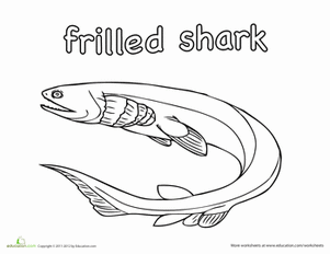 Frilled Shark Coloring Page