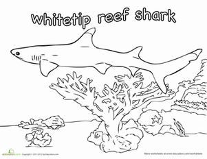 Whitetip Reef Shark Coloring Page