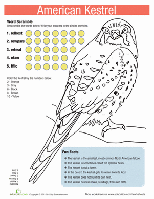 American Kestrel Facts