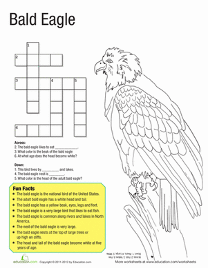 Bald Eagle Facts