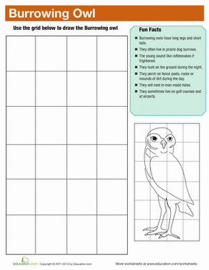 Burrowing Owl Facts