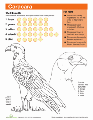 Caracara Facts