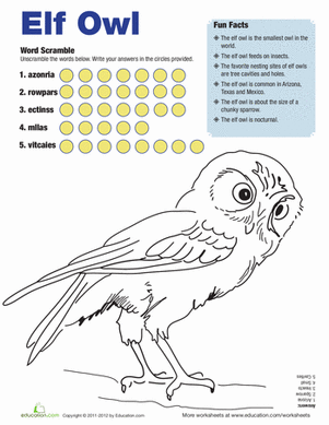 Elf Owl Facts