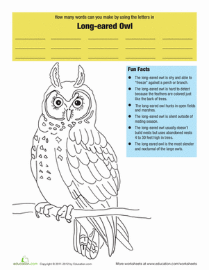 Long Eared Owl Facts