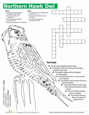 Northern Hawk Owl Facts