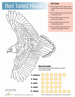 Red Tailed Hawk Facts