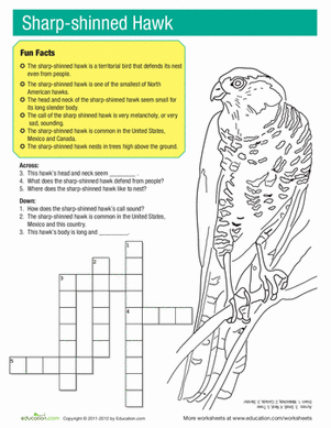 Sharp Shinned Hawk Facts