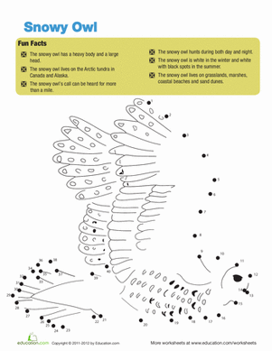 Snowy Owl Facts