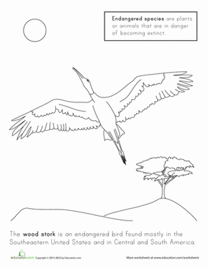 Endangered Birds: The Wood Stork
