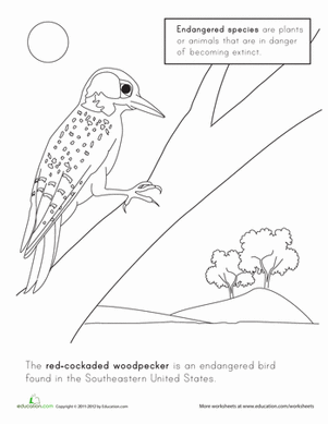 Red Cockaded Woodpecker Coloring Page