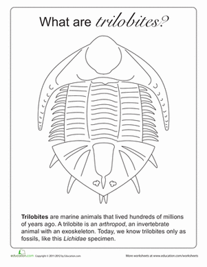 What Are Trilobites?