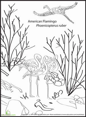 American Flamingo Coloring Page