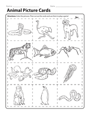 Animal Picture Cards