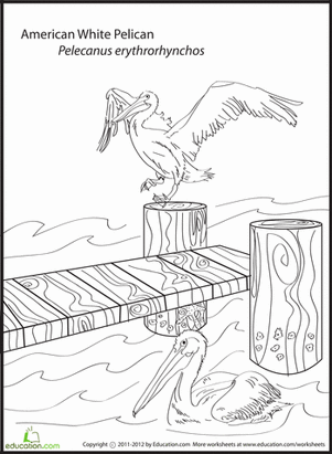 American White Pelican Coloring Page