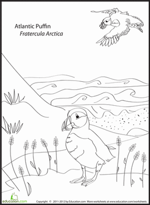 Atlantic Puffin Coloring Page