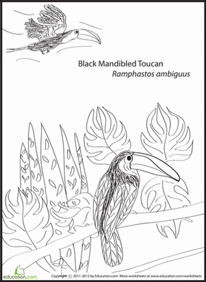 Black-mandibled Toucan Coloring Page