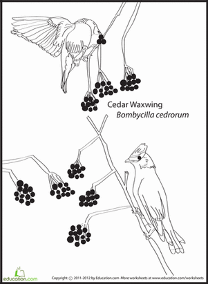 Cedar Waxwing Coloring Page