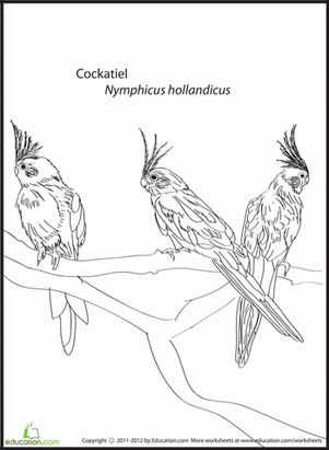 Cockatiel Coloring Page