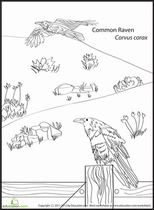 Common Raven Coloring Page