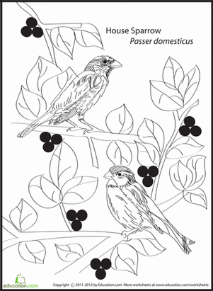 House Sparrow Coloring Page