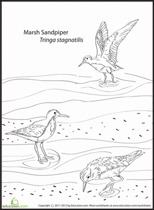 Marsh Sandpiper Coloring Page