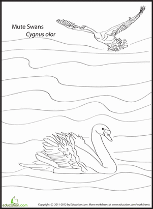 Mute Swans Coloring Page