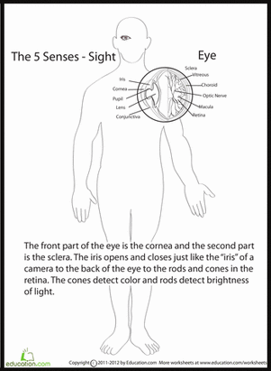 Human Anatomy: Eye