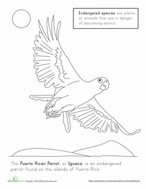 Puerto Rican Parrot Coloring Page