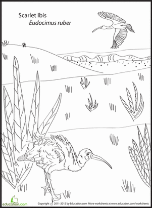 Scarlet Ibis Coloring Page