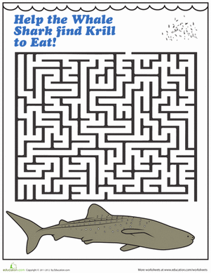 Whale Shark Maze