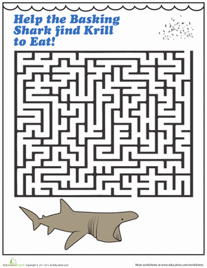 Shark Maze