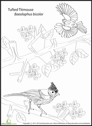 Tufted Titmouse Coloring Page