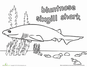 Sixgill Shark Coloring Page
