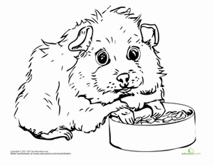 Guinea Pig Coloring Page