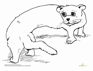 Friendly Ferret Coloring Page
