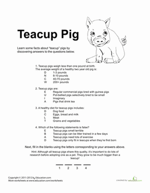 Teacup Pig Quiz