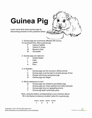 Guinea Pig Quiz