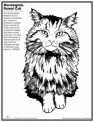 Norwegian Forest Cat