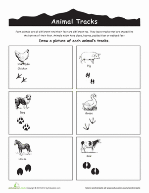 Farm Animal Tracks