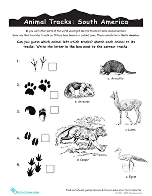Animal Tracks: South America