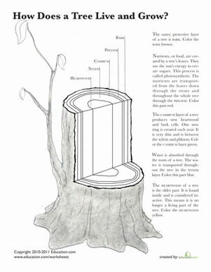 Tree Anatomy