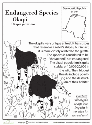 Endangered Species: Okapi