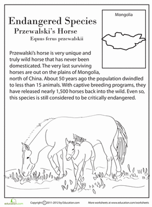 Endangered Species: Przewalski's Horse
