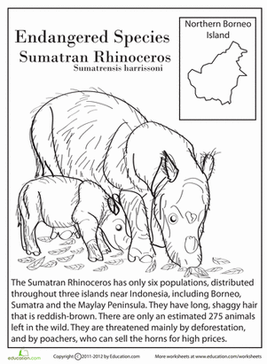 Endangered Species: Sumatran Rhinoceros