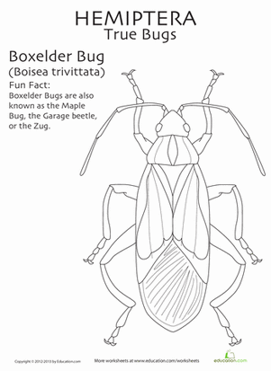 Boxelder Bug Coloring Page