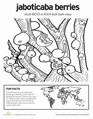 Jaboticaba Berries Coloring Page