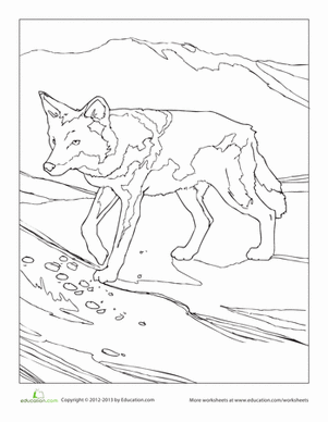 Coyote Coloring Page