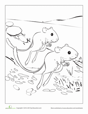 Kangaroo Rat Coloring Page