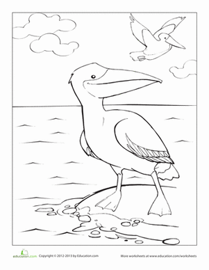 Pelican Coloring Page